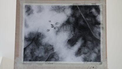 Pond skater 2024 an original charcoal artwork by Bob Iles