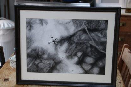 Pond skater 2 by Bob Iles Charcoal on card