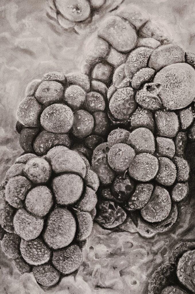 Frozen Blackberries on porridge
